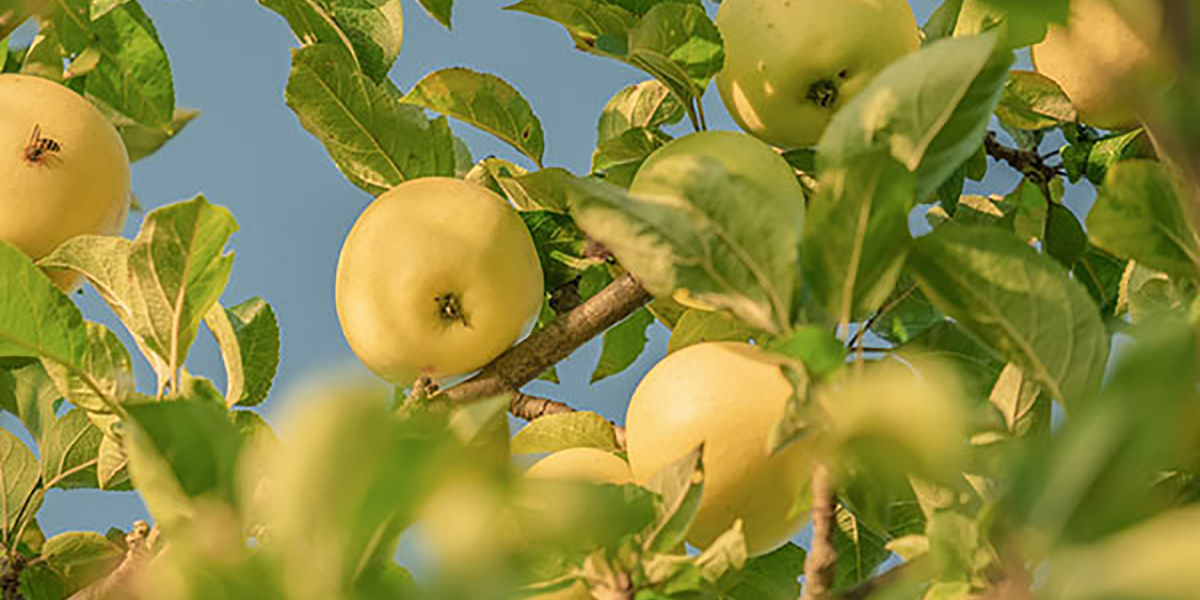 «Frutteti, sono in anticipo di un mese»